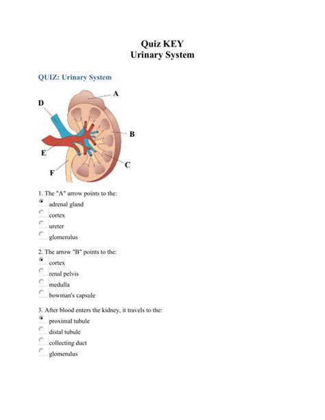 scratch test bladder|urinary drainage system test.